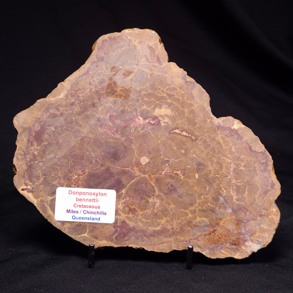 PETRIFIED WOOD DONPONOXYLON BENNETTII, Cretaceous, Australia ZDW012