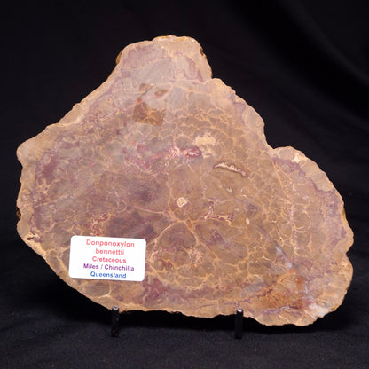 PETRIFIED WOOD DONPONOXYLON BENNETTII, Cretaceous, Australia ZDW012