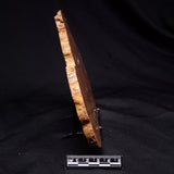 PETRIFIED WOOD DONPONOXYLON BENNETTII, Cretaceous, Australia ZDW012