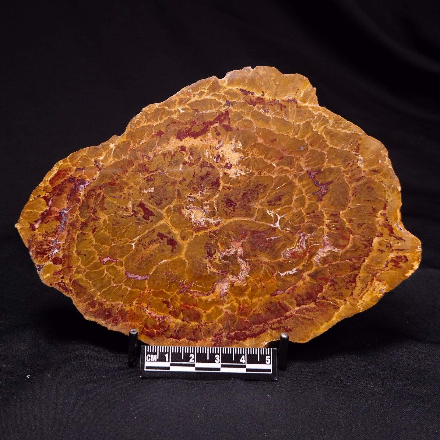 PETRIFIED WOOD DONPONOXYLON BENNETTII, Cretaceous, Australia ZDW013