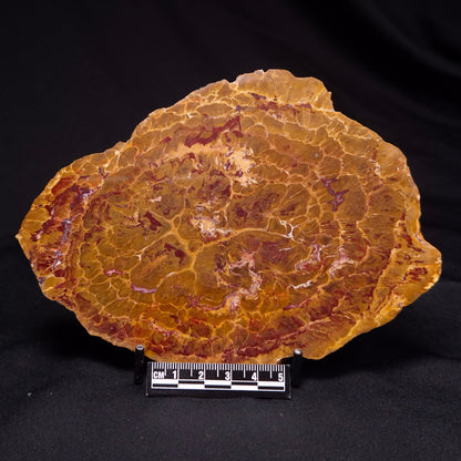 PETRIFIED WOOD DONPONOXYLON BENNETTII, Cretaceous, Australia ZDW013