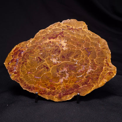 PETRIFIED WOOD DONPONOXYLON BENNETTII, Cretaceous, Australia ZDW013