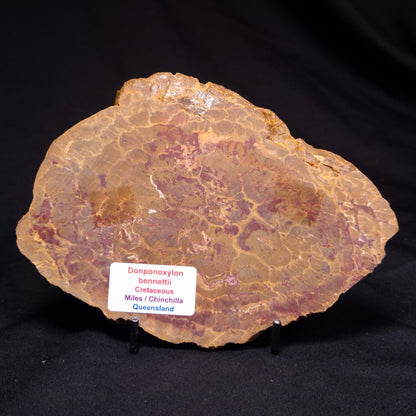 PETRIFIED WOOD DONPONOXYLON BENNETTII, Cretaceous, Australia ZDW013