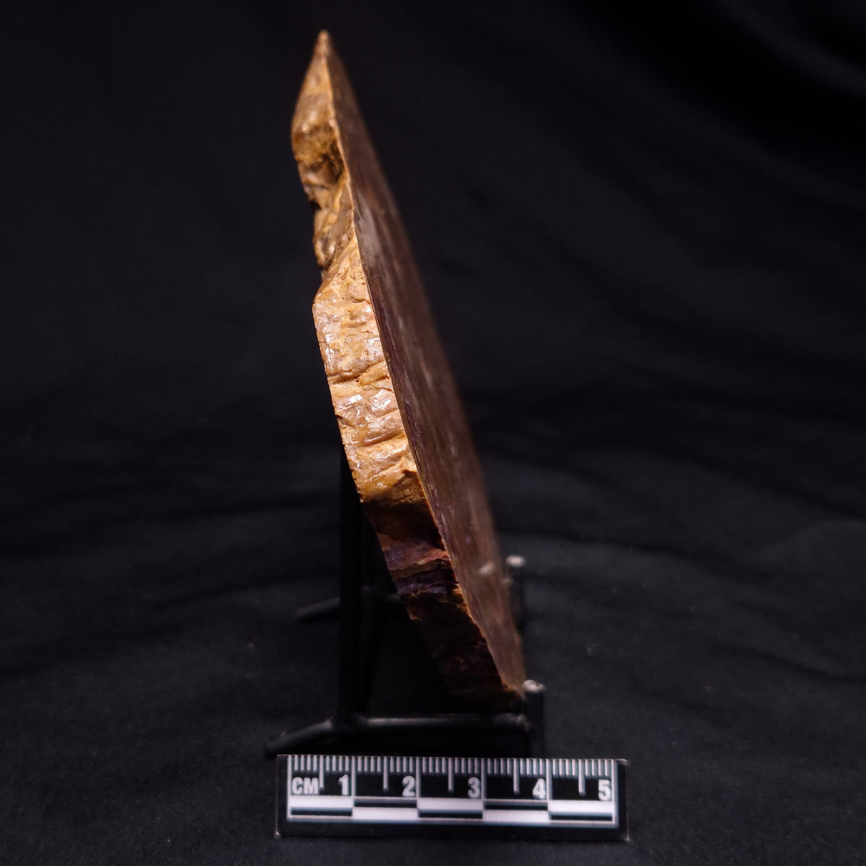 PETRIFIED WOOD DONPONOXYLON BENNETTII, Cretaceous, Australia ZDW013