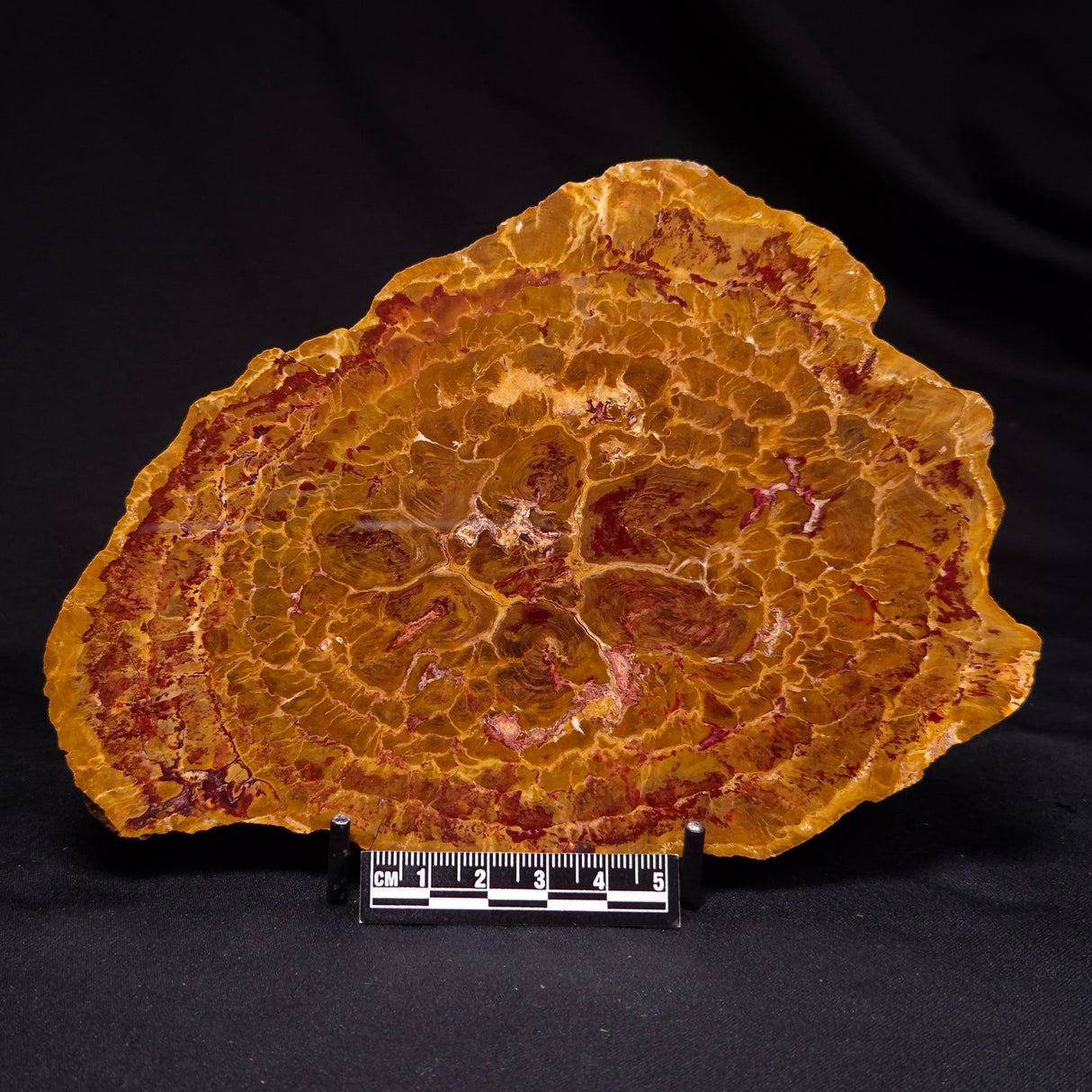 PETRIFIED WOOD DONPONOXYLON BENNETTII, Cretaceous, Australia ZDW014