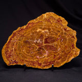 PETRIFIED WOOD DONPONOXYLON BENNETTII, Cretaceous, Australia ZDW014