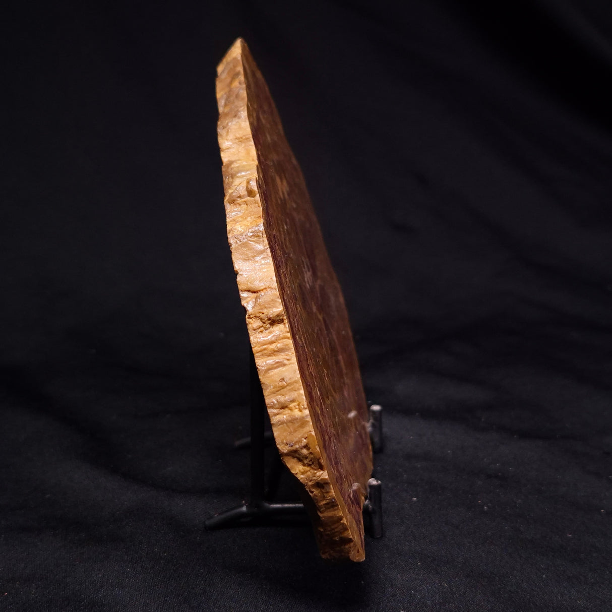 PETRIFIED WOOD DONPONOXYLON BENNETTII, Cretaceous, Australia ZDW014