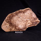 PETRIFIED WOOD DONPONOXYLON BENNETTII, Cretaceous, Australia ZDW015