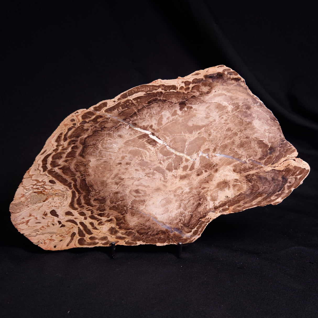 PETRIFIED WOOD DONPONOXYLON BENNETTII, Cretaceous, Australia ZDW015