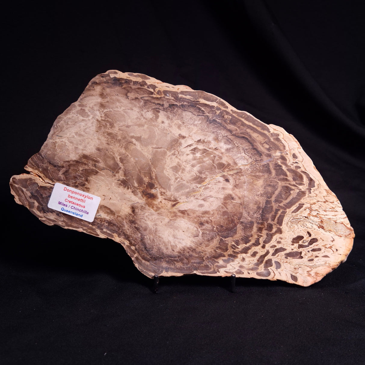 PETRIFIED WOOD DONPONOXYLON BENNETTII, Cretaceous, Australia ZDW015