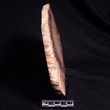 PETRIFIED WOOD DONPONOXYLON BENNETTII, Cretaceous, Australia ZDW015