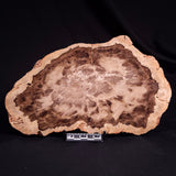 PETRIFIED WOOD DONPONOXYLON BENNETTII, Cretaceous, Australia ZDW016