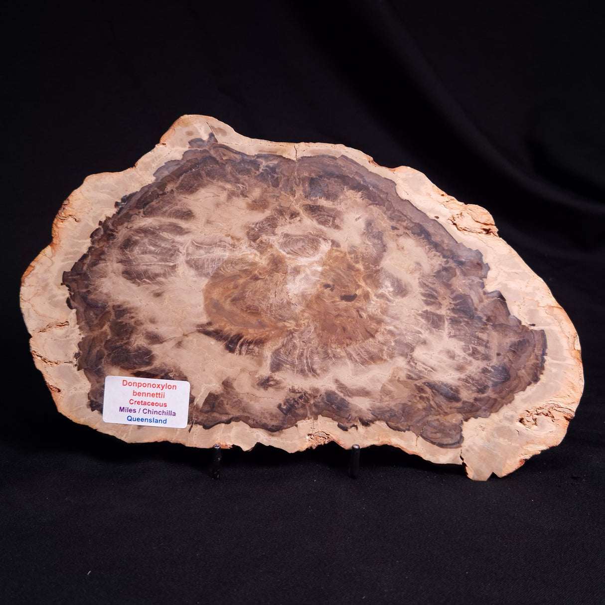 PETRIFIED WOOD DONPONOXYLON BENNETTII, Cretaceous, Australia ZDW016