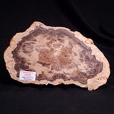 PETRIFIED WOOD DONPONOXYLON BENNETTII, Cretaceous, Australia ZDW016