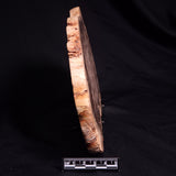 PETRIFIED WOOD DONPONOXYLON BENNETTII, Cretaceous, Australia ZDW016