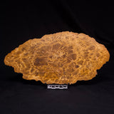 PETRIFIED WOOD DONPONOXYLON sp., Cretaceous, Australia ZDW017