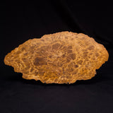 PETRIFIED WOOD DONPONOXYLON sp., Cretaceous, Australia ZDW017