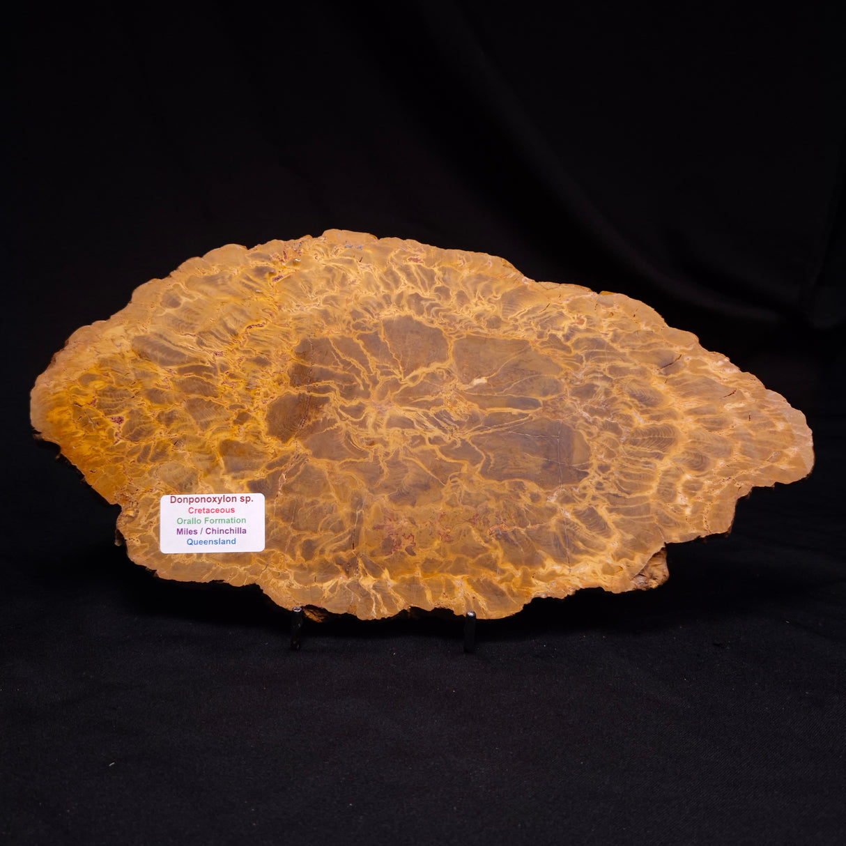 PETRIFIED WOOD DONPONOXYLON sp., Cretaceous, Australia ZDW017