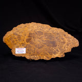 PETRIFIED WOOD DONPONOXYLON sp., Cretaceous, Australia ZDW017