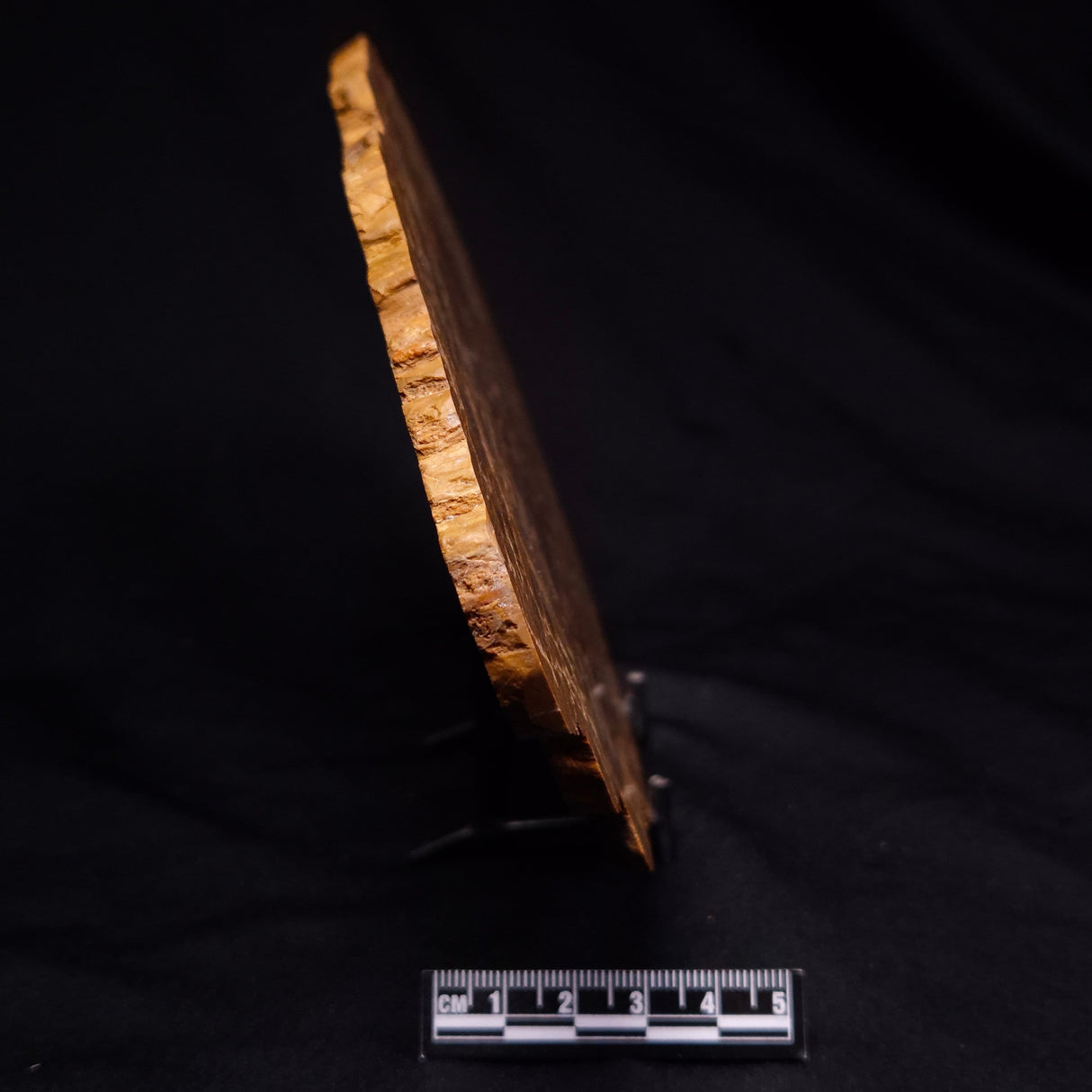 PETRIFIED WOOD DONPONOXYLON sp., Cretaceous, Australia ZDW017