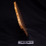 PETRIFIED WOOD DONPONOXYLON sp., Cretaceous, Australia ZDW017