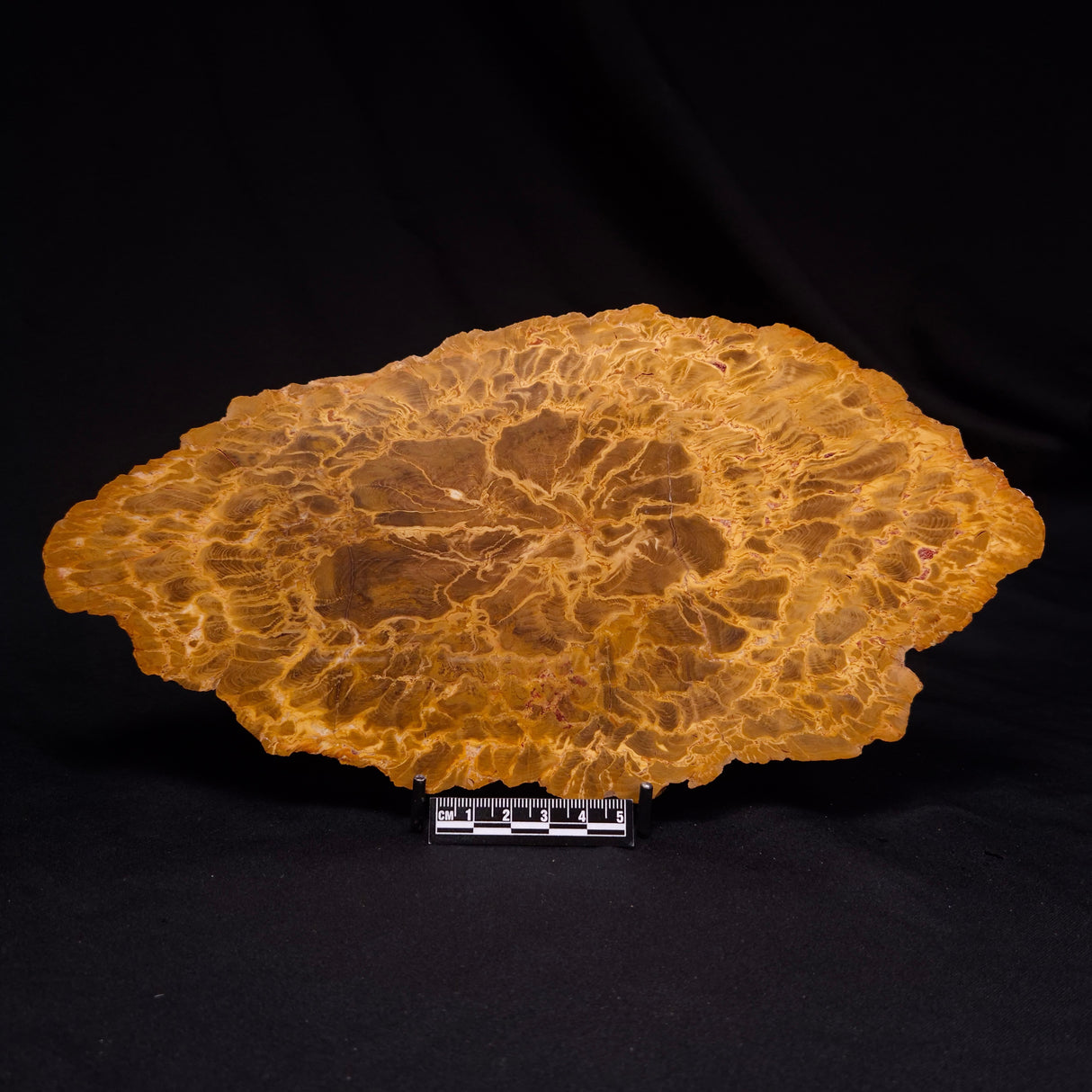 PETRIFIED WOOD DONPONOXYLON sp., Cretaceous, Australia ZDW018