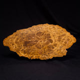 PETRIFIED WOOD DONPONOXYLON sp., Cretaceous, Australia ZDW018