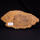 PETRIFIED WOOD DONPONOXYLON sp., Cretaceous, Australia ZDW018