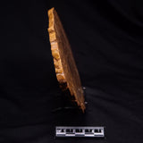PETRIFIED WOOD DONPONOXYLON sp., Cretaceous, Australia ZDW018