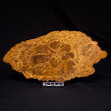 PETRIFIED WOOD DONPONOXYLON sp., Cretaceous, Australia ZDW019