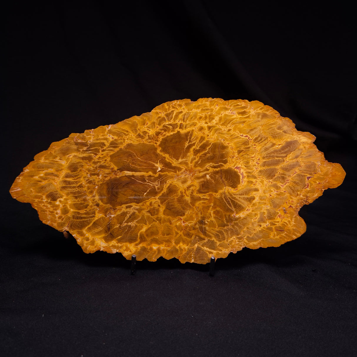 PETRIFIED WOOD DONPONOXYLON sp., Cretaceous, Australia ZDW019