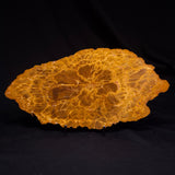 PETRIFIED WOOD DONPONOXYLON sp., Cretaceous, Australia ZDW019