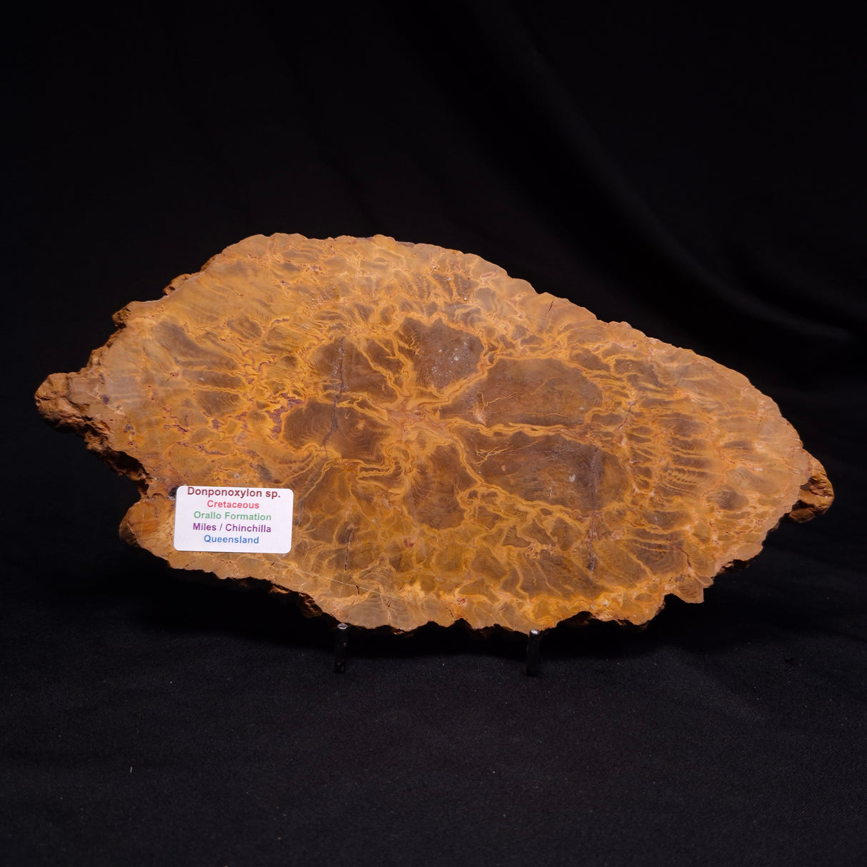 PETRIFIED WOOD DONPONOXYLON sp., Cretaceous, Australia ZDW019