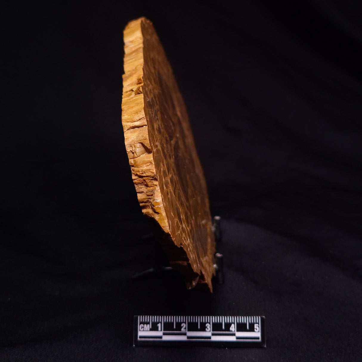 PETRIFIED WOOD DONPONOXYLON sp., Cretaceous, Australia ZDW019