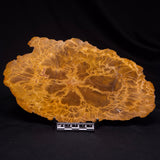 PETRIFIED WOOD DONPONOXYLON sp., Cretaceous, Australia ZDW020