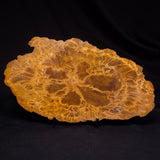 PETRIFIED WOOD DONPONOXYLON sp., Cretaceous, Australia ZDW020