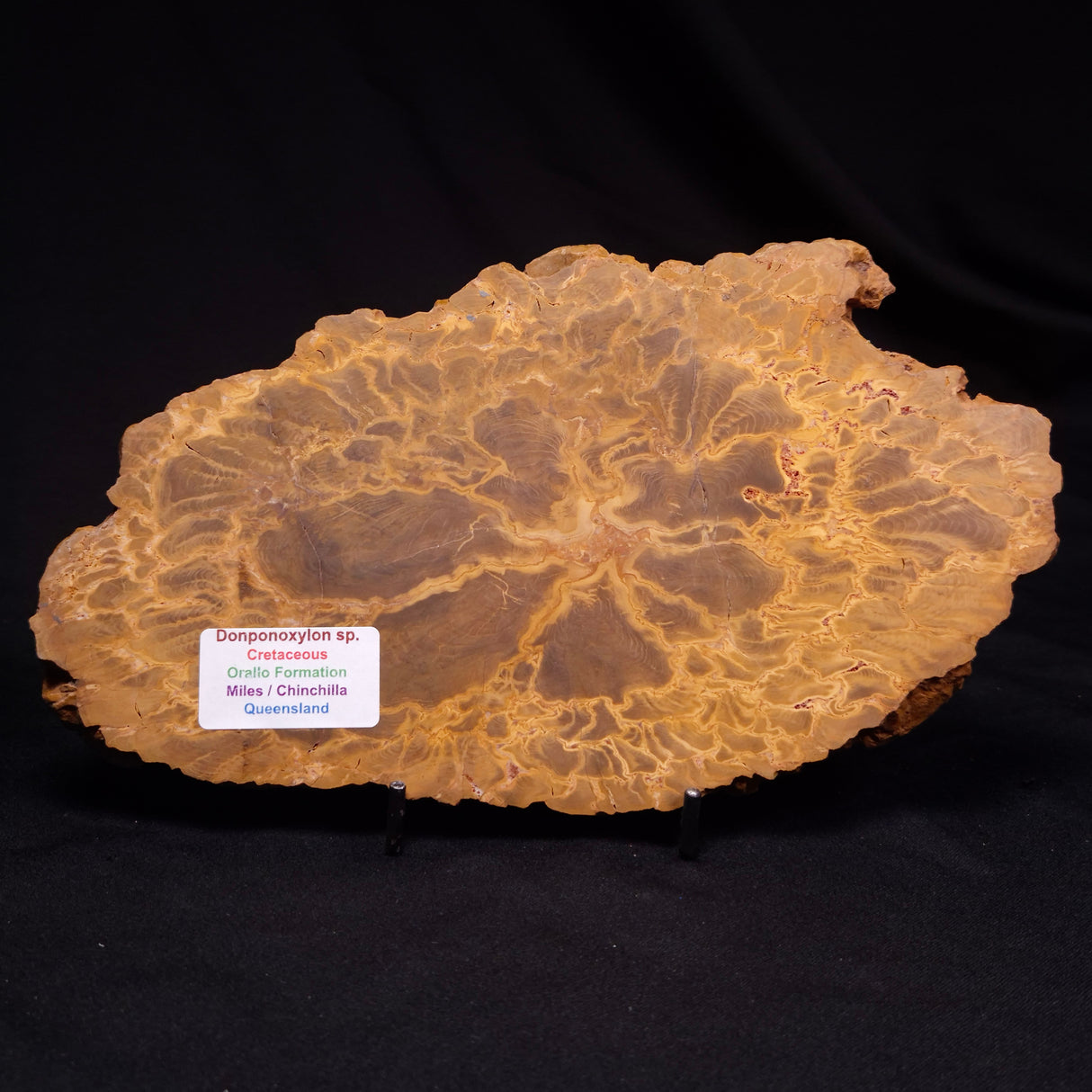PETRIFIED WOOD DONPONOXYLON sp., Cretaceous, Australia ZDW020