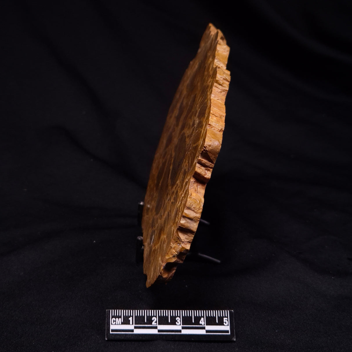 PETRIFIED WOOD DONPONOXYLON sp., Cretaceous, Australia ZDW020