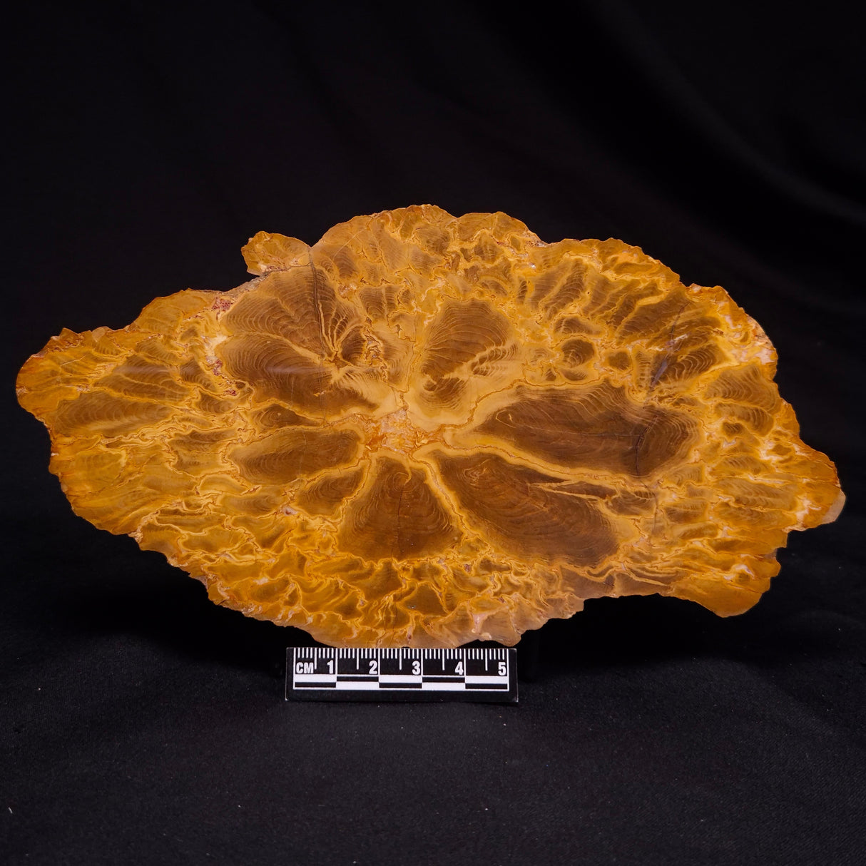 PETRIFIED WOOD DONPONOXYLON sp., Cretaceous, Australia ZDW021