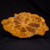 PETRIFIED WOOD DONPONOXYLON sp., Cretaceous, Australia ZDW021