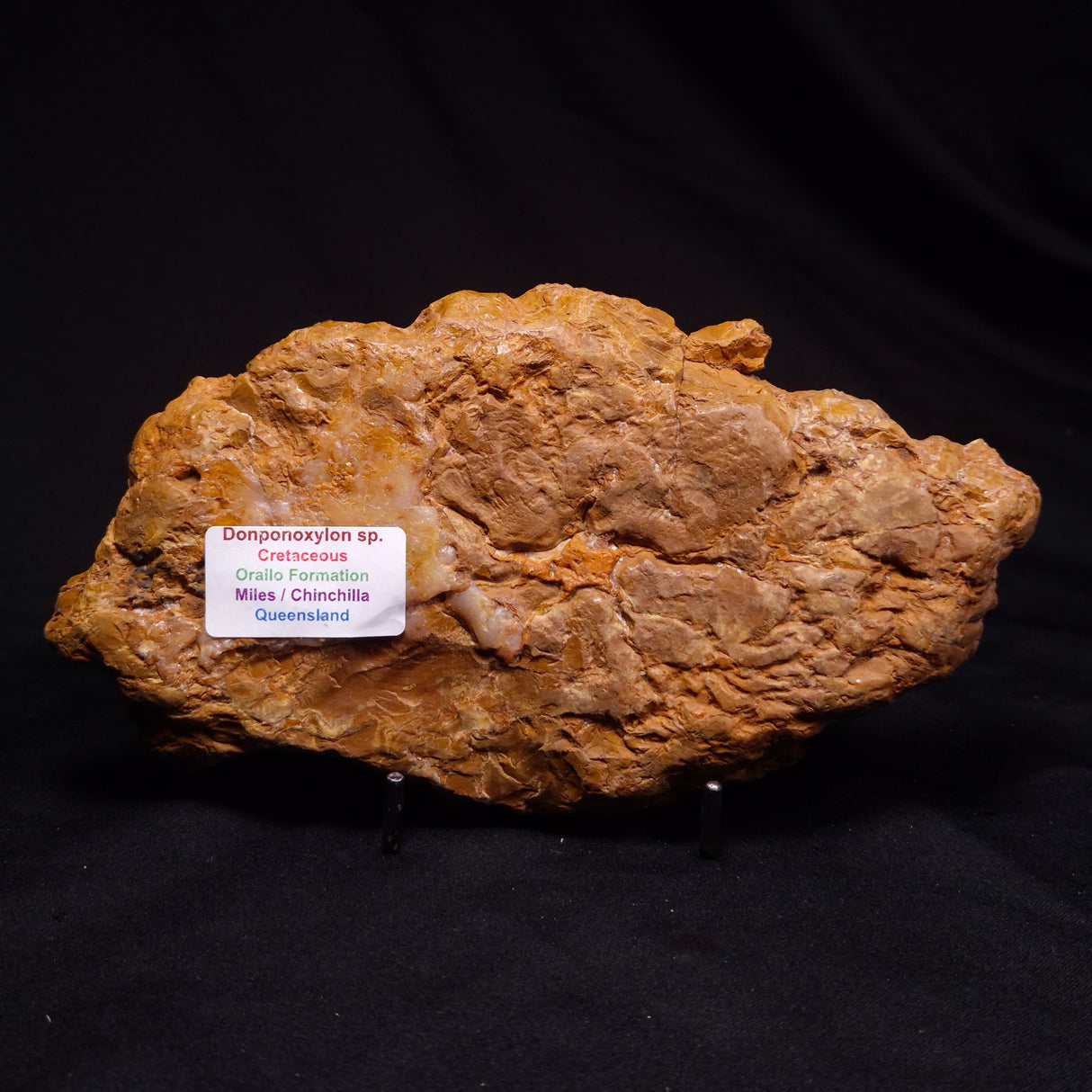 PETRIFIED WOOD DONPONOXYLON sp., Cretaceous, Australia ZDW021