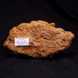 PETRIFIED WOOD DONPONOXYLON sp., Cretaceous, Australia ZDW021