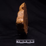 PETRIFIED WOOD DONPONOXYLON sp., Cretaceous, Australia ZDW021