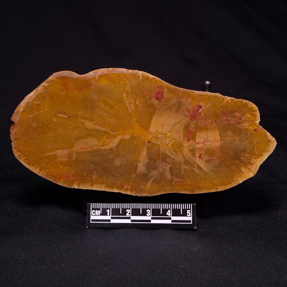 PETRIFIED WOOD DONPONOXYLON sp., Cretaceous, Australia ZDW022