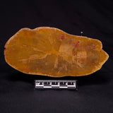 PETRIFIED WOOD DONPONOXYLON sp., Cretaceous, Australia ZDW022