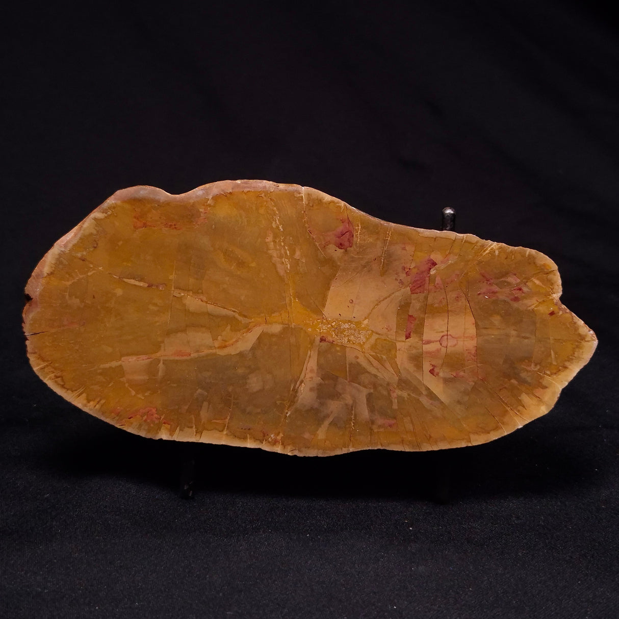 PETRIFIED WOOD DONPONOXYLON sp., Cretaceous, Australia ZDW022