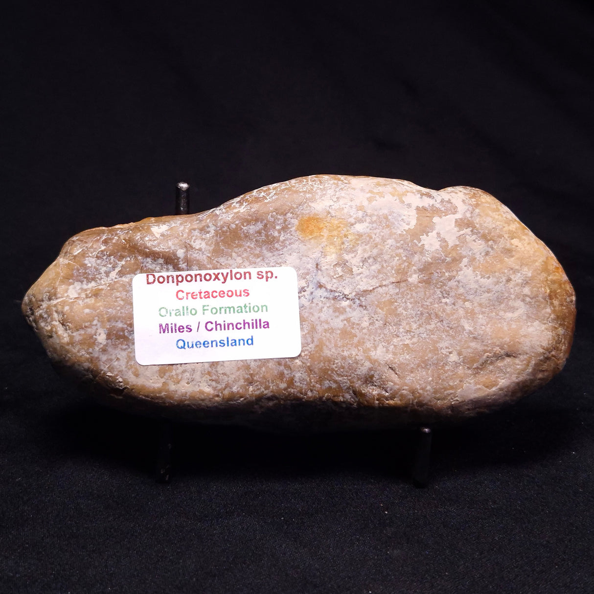 PETRIFIED WOOD DONPONOXYLON sp., Cretaceous, Australia ZDW022