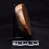 PETRIFIED WOOD DONPONOXYLON sp., Cretaceous, Australia ZDW022