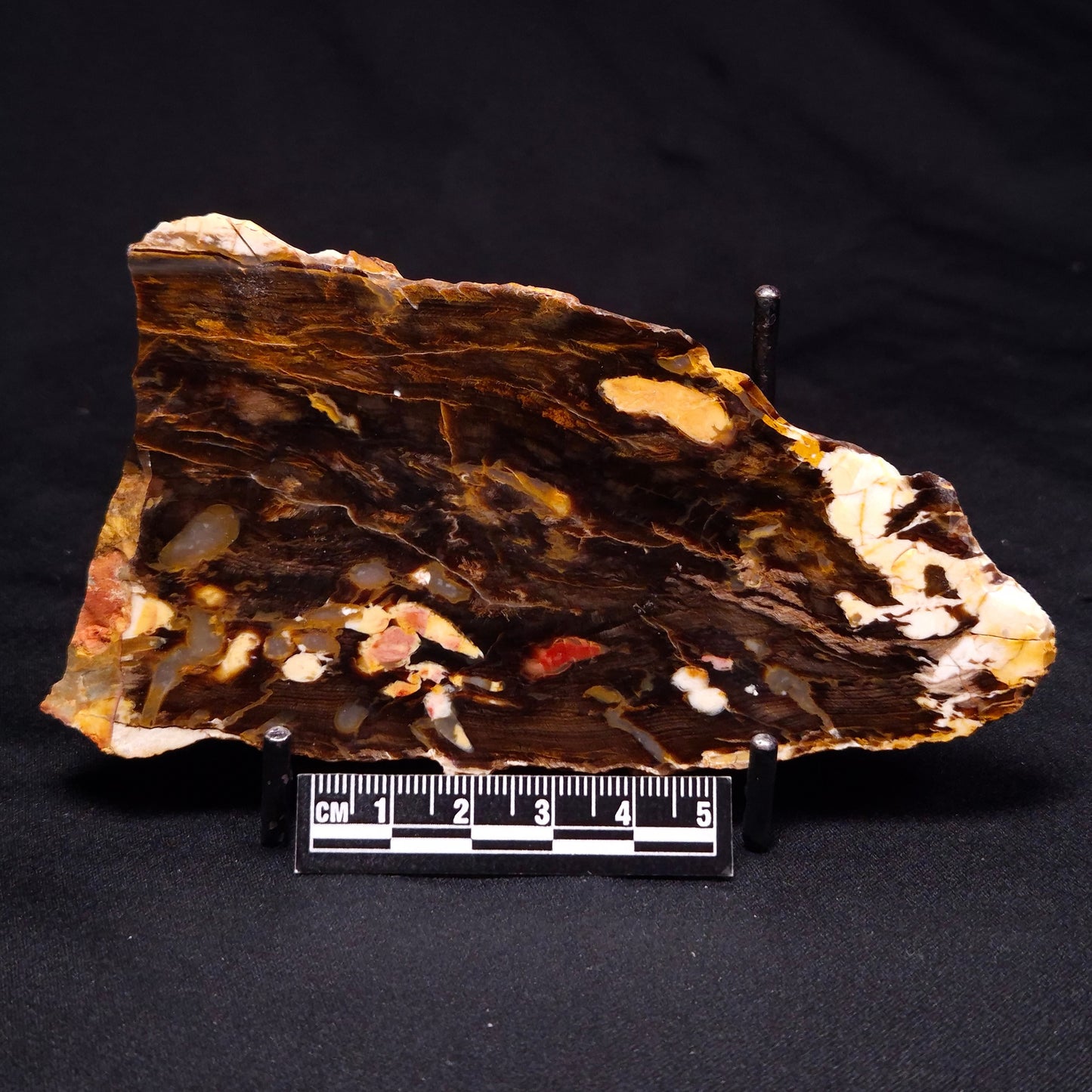 PEANUT WOOD PETRIFIED WOOD, Cretaceous, Australia ZPW014
