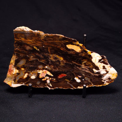 PEANUT WOOD PETRIFIED WOOD, Cretaceous, Australia ZPW014